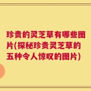 珍贵的灵芝草有哪些图片(探秘珍贵灵芝草的五种令人惊叹的图片)