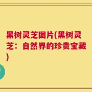 黑树灵芝图片(黑树灵芝：自然界的珍贵宝藏)