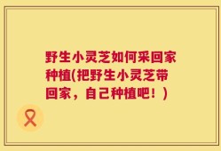 野生小灵芝如何采回家种植(把野生小灵芝带回家，自己种植吧！)