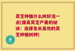 灵芝种植什么树好活一点(提高灵芝产量的秘诀：选择生长高效的灵芝种植树种)