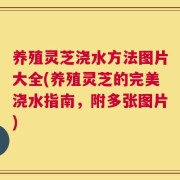 养殖灵芝浇水方法图片大全(养殖灵芝的完美浇水指南，附多张图片)