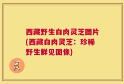西藏野生白肉灵芝图片(西藏白肉灵芝：珍稀野生鲜见图像)
