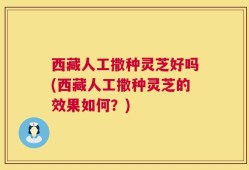 西藏人工撒种灵芝好吗(西藏人工撒种灵芝的效果如何？)