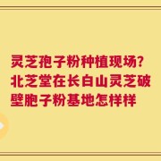灵芝孢子粉种植现场？北芝堂在长白山灵芝破壁胞子粉基地怎样样