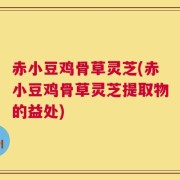赤小豆鸡骨草灵芝(赤小豆鸡骨草灵芝提取物的益处)