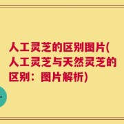 人工灵芝的区别图片(人工灵芝与天然灵芝的区别：图片解析)