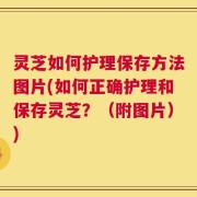 灵芝如何护理保存方法图片(如何正确护理和保存灵芝？（附图片）)