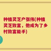 种植灵芝户张伟(种植灵芝致富，他成为了乡村致富能手)