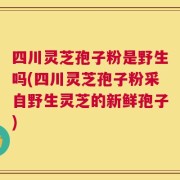 四川灵芝孢子粉是野生吗(四川灵芝孢子粉采自野生灵芝的新鲜孢子)