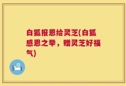 白狐报恩给灵芝(白狐感恩之举，赠灵芝好福气)