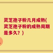 灵芝孢子粉几月成熟(灵芝孢子粉的成熟周期是多久？)