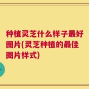 种植灵芝什么样子最好图片(灵芝种植的最佳图片样式)