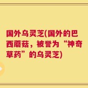 国外乌灵芝(国外的巴西蘑菇，被誉为“神奇草药”的乌灵芝)