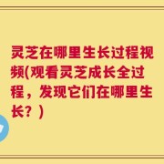 灵芝在哪里生长过程视频(观看灵芝成长全过程，发现它们在哪里生长？)