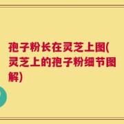 孢子粉长在灵芝上图(灵芝上的孢子粉细节图解)