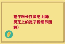 孢子粉长在灵芝上图(灵芝上的孢子粉细节图解)