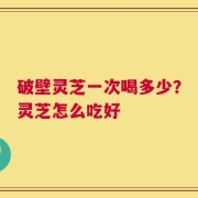 破壁灵芝一次喝多少？灵芝怎么吃好