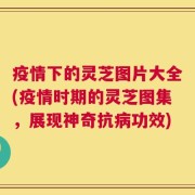 疫情下的灵芝图片大全(疫情时期的灵芝图集，展现神奇抗病功效)