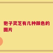 狍子灵芝有几种颜色的图片