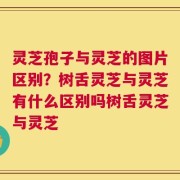灵芝孢子与灵芝的图片区别？树舌灵芝与灵芝有什么区别吗树舌灵芝与灵芝