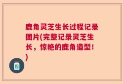 鹿角灵芝生长过程记录图片(完整记录灵芝生长，惊艳的鹿角造型！)
