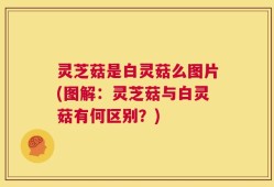 灵芝菇是白灵菇么图片(图解：灵芝菇与白灵菇有何区别？)