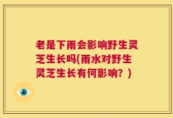 老是下雨会影响野生灵芝生长吗(雨水对野生灵芝生长有何影响？)