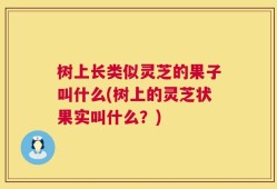 树上长类似灵芝的果子叫什么(树上的灵芝状果实叫什么？)