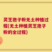 灵芝孢子粉无土种植过程(无土种植灵芝孢子粉的全过程)