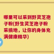 哪里可以采到野灵芝孢子粉(野生灵芝孢子粉采摘地，让你的身体充满健康精华)