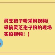 灵芝孢子粉采粉视频(采摘灵芝孢子粉的现场实拍视频！)