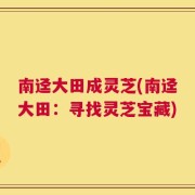 南迳大田成灵芝(南迳大田：寻找灵芝宝藏)