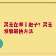 灵芝在哪噴孢子？灵芝发酵最快方法