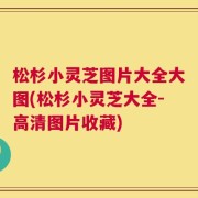 松杉小灵芝图片大全大图(松杉小灵芝大全-高清图片收藏)