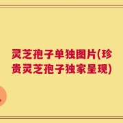 灵芝孢子单独图片(珍贵灵芝孢子独家呈现)