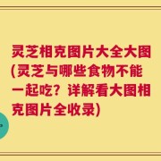 灵芝相克图片大全大图(灵芝与哪些食物不能一起吃？详解看大图相克图片全收录)