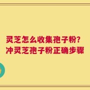 灵芝怎么收集孢子粉？冲灵芝孢子粉正确步骤