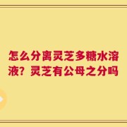 怎么分离灵芝多糖水溶液？灵芝有公母之分吗