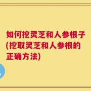 如何挖灵芝和人参根子(挖取灵芝和人参根的正确方法)