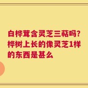 白桦茸含灵芝三萜吗？桦树上长的像灵芝1样的东西是甚么