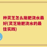 种灵芝怎么施肥浇水最好(灵芝施肥浇水的最佳实践)