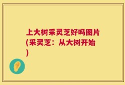 上大树采灵芝好吗图片(采灵芝：从大树开始)