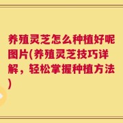 养殖灵芝怎么种植好呢图片(养殖灵芝技巧详解，轻松掌握种植方法)