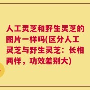 人工灵芝和野生灵芝的图片一样吗(区分人工灵芝与野生灵芝：长相两样，功效差别大)