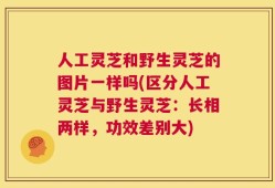 人工灵芝和野生灵芝的图片一样吗(区分人工灵芝与野生灵芝：长相两样，功效差别大)