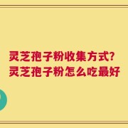灵芝孢子粉收集方式？灵芝孢子粉怎么吃最好