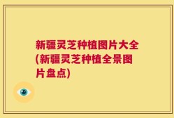 新疆灵芝种植图片大全(新疆灵芝种植全景图片盘点)