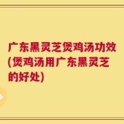 广东黑灵芝煲鸡汤功效(煲鸡汤用广东黑灵芝的好处)