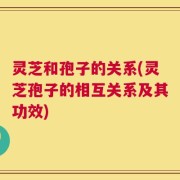 灵芝和孢子的关系(灵芝孢子的相互关系及其功效)