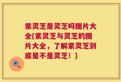 紫灵芝是灵芝吗图片大全(紫灵芝与灵芝的图片大全，了解紫灵芝到底是不是灵芝！)